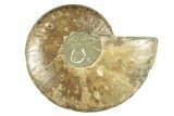Cut & Polished Ammonite Fossil (Half) - Madagascar #266538-1
